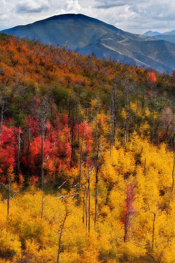 Autumn in the Wasatch Mountains #3 Photograph by Douglas Pulsipher