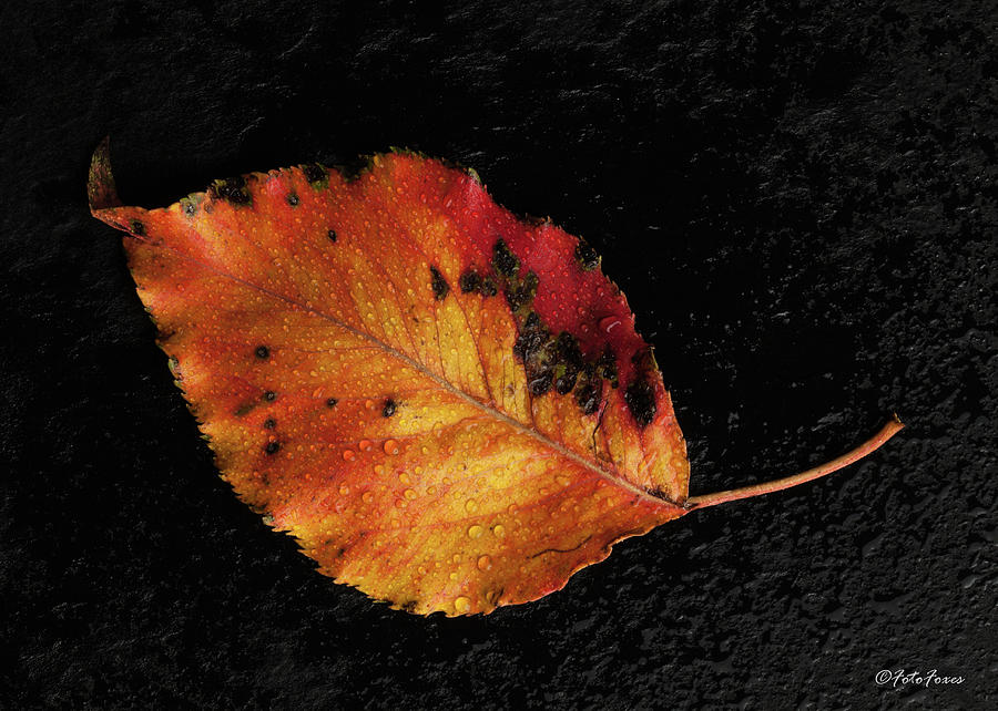 Autumn Leaf #3 Photograph by Alexander Fedin