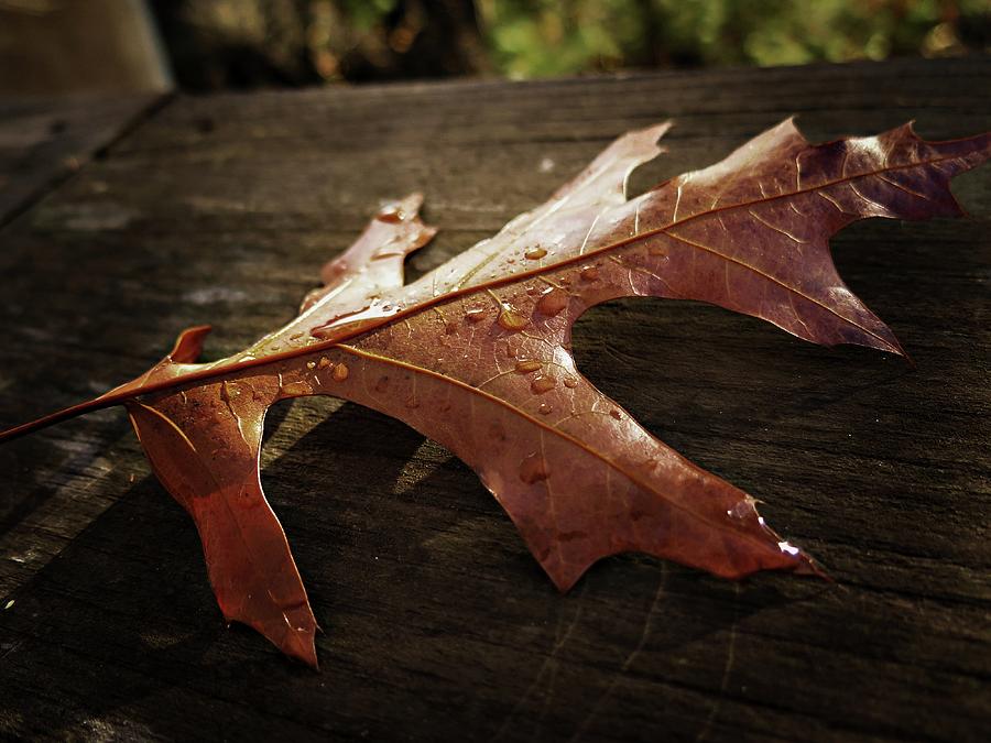 Autumn Leaf... #3 Photograph by Phyllis Meinke