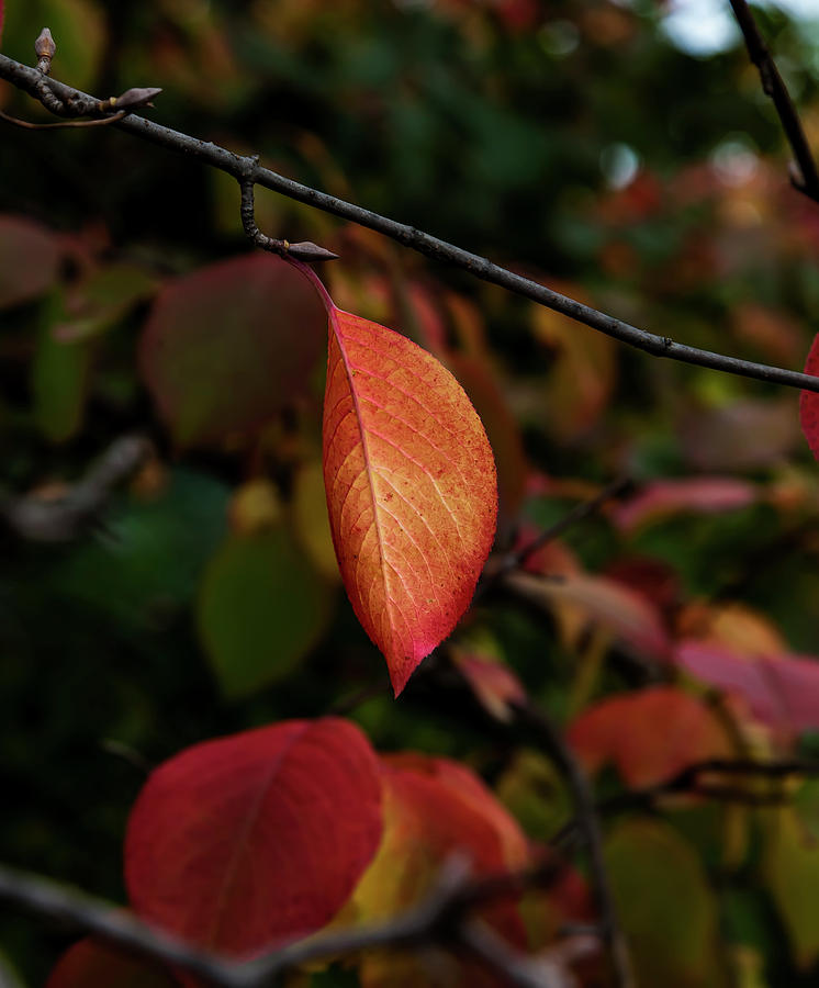 Autumn Leaf #3 Photograph by Robert Ullmann