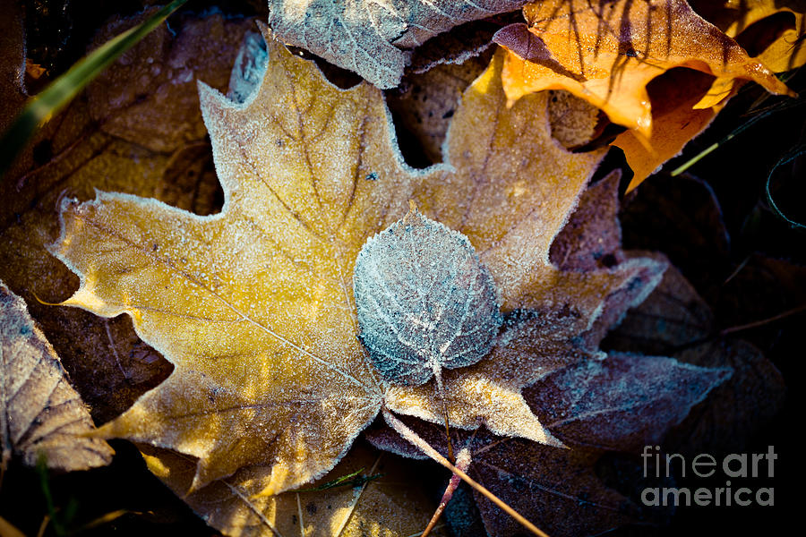 Autumn leaves frozen Artmif.lv #3 Photograph by Raimond Klavins