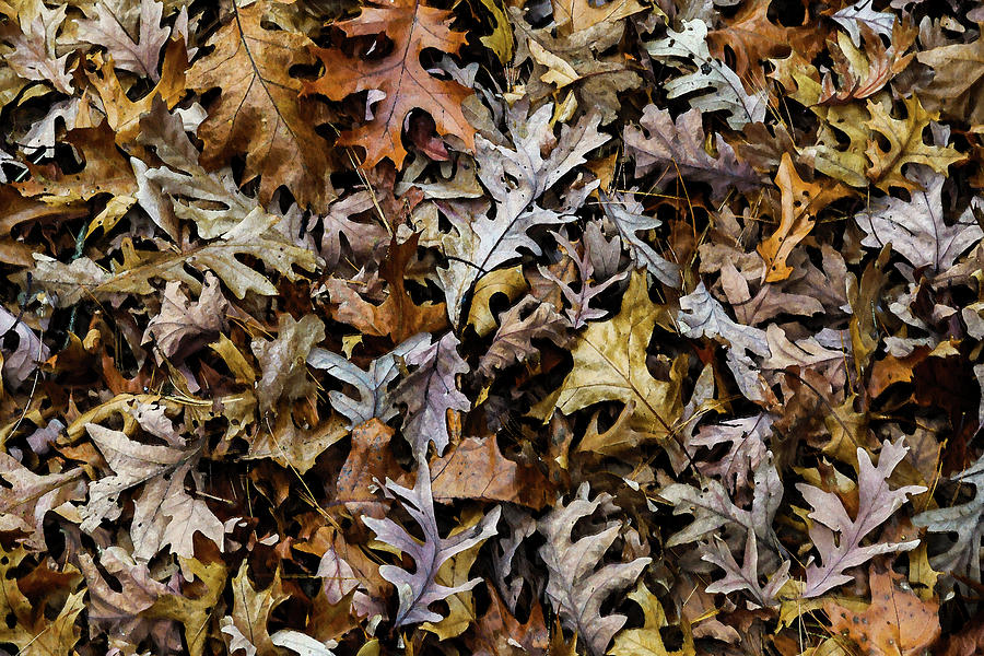 Autumn Leaves Photograph By Greg Thiemeyer Fine Art America