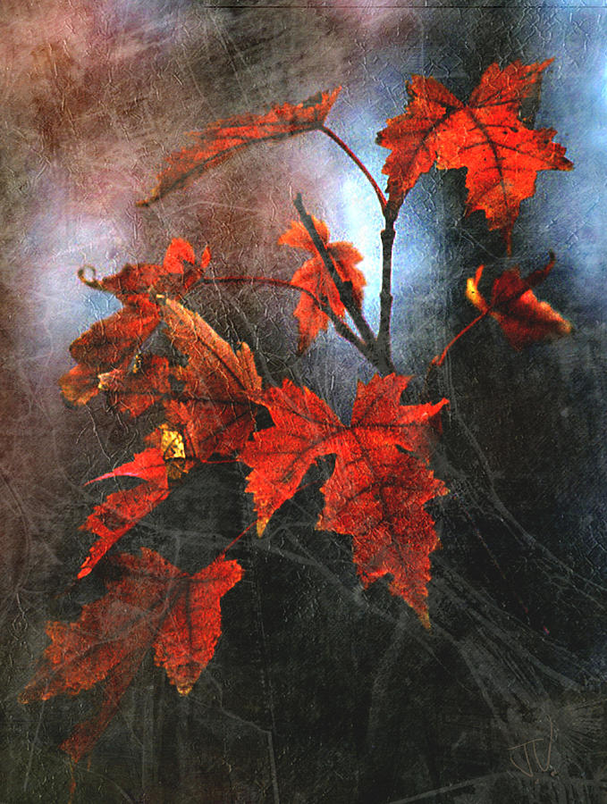 Autumn Red #3 Photograph by Jim Vance