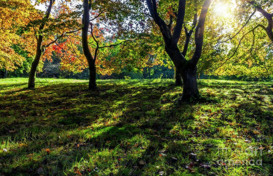 Autumn Sunlight #3 Photograph by Ian Mitchell