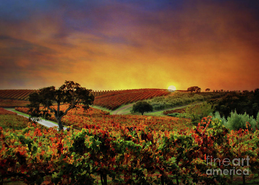 Grape Photograph - Autumn Vineyard #3 by Stephanie Laird