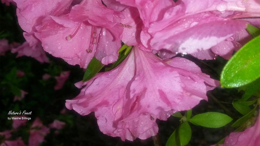 Azalea Parade Photograph by Maxine Billings Fine Art America