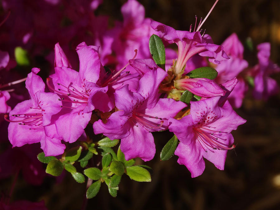 Azaleas Photograph by Greg Boutz - Fine Art America