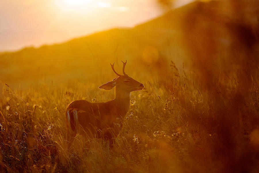 Baby deer #3 Photograph by Evgeny Vasenev