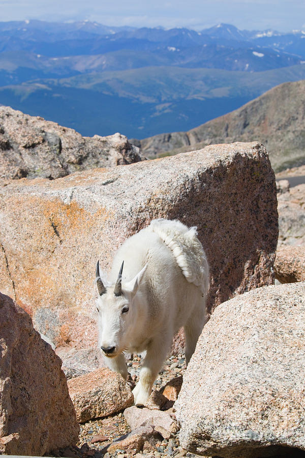 Baby Mountain Goats on Mount Evans #3 Photograph by Steven Krull