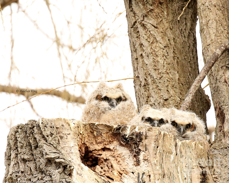 3 Baby Owlets Photograph by Heather King