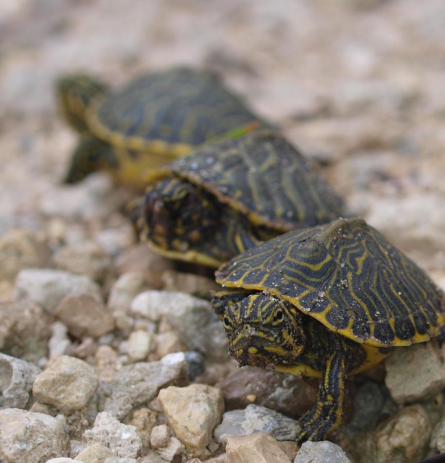 3 Baby Turtles Photograph by Tom Claud