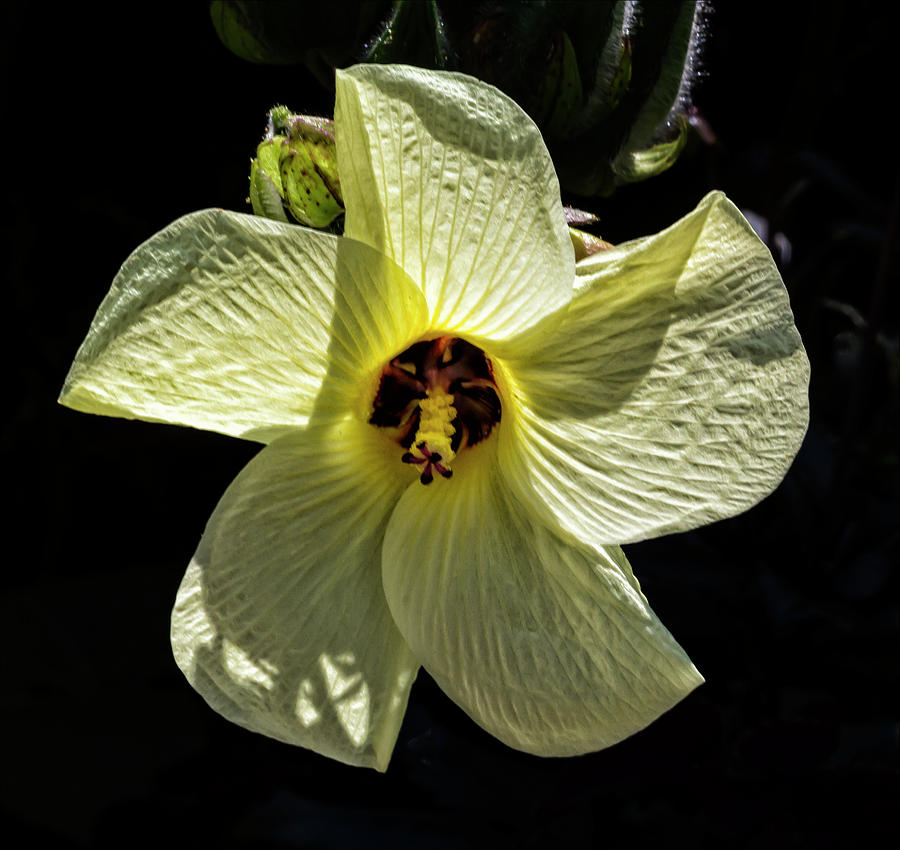 Back Lit Flower #3 Photograph by Robert Ullmann