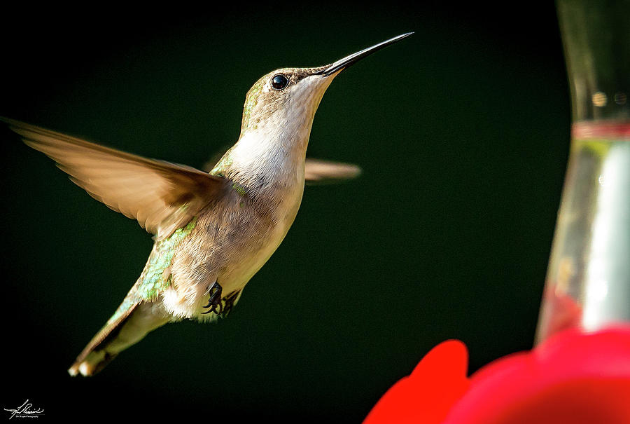 Hummingbird Photograph - Backyard Hummingbird #3 by Phil And Karen Rispin