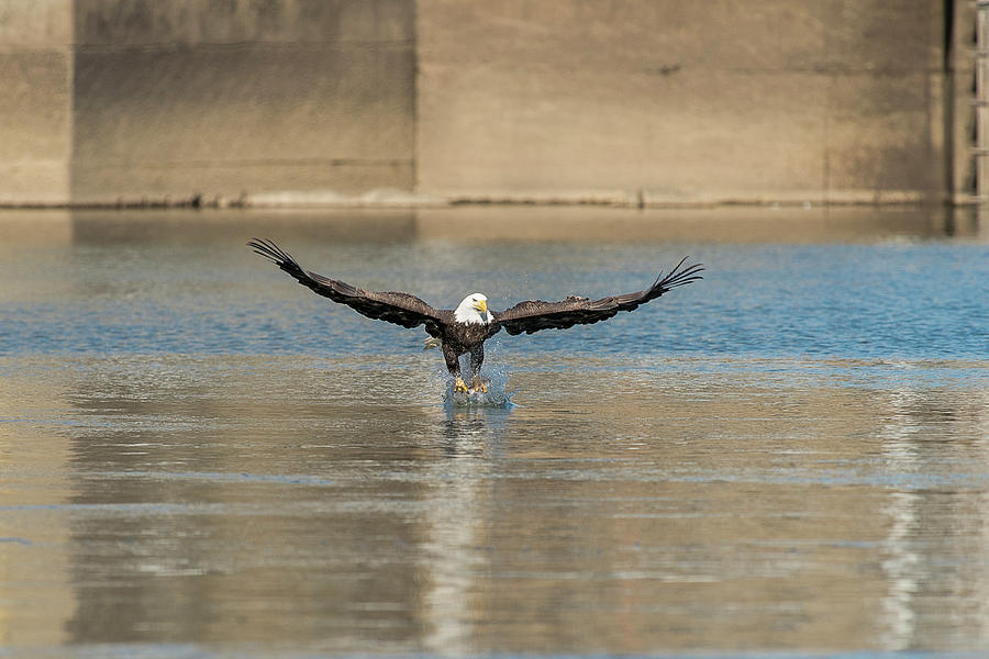 Bald eagle catching fish out of the water #3 Photograph by Dan Friend