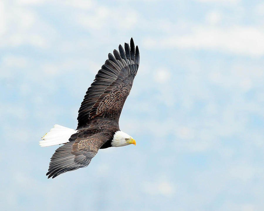 Bald Eagle #3 Photograph by Dennis Hammer