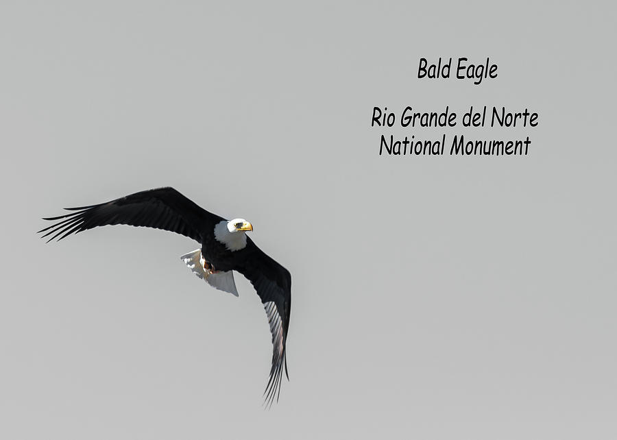 Bald Eagle Flight #3 Photograph by Britt Runyon