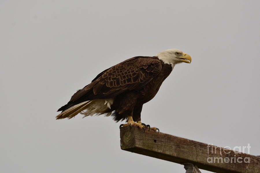Nature Photograph - Bald Eagle #3 by Gordon Allen