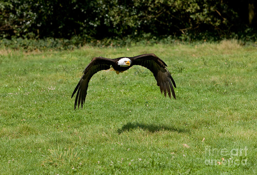 Bald Eagle Haliaeetus Leucocephalus #3 Photograph by Gerard Lacz