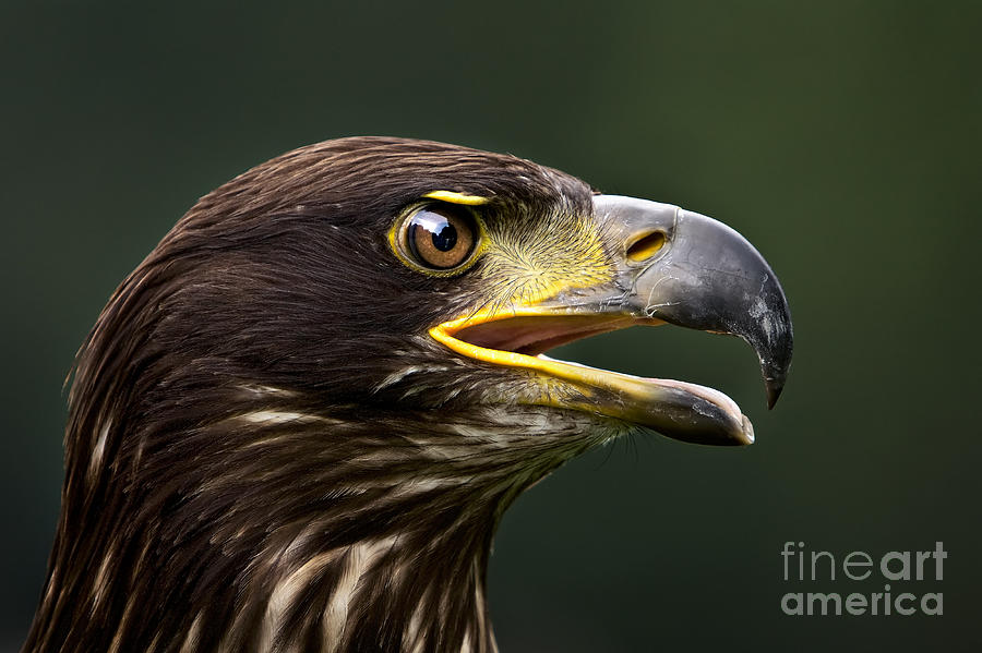 Animal Photograph - Bald Eagle #3 by Joerg Lingnau