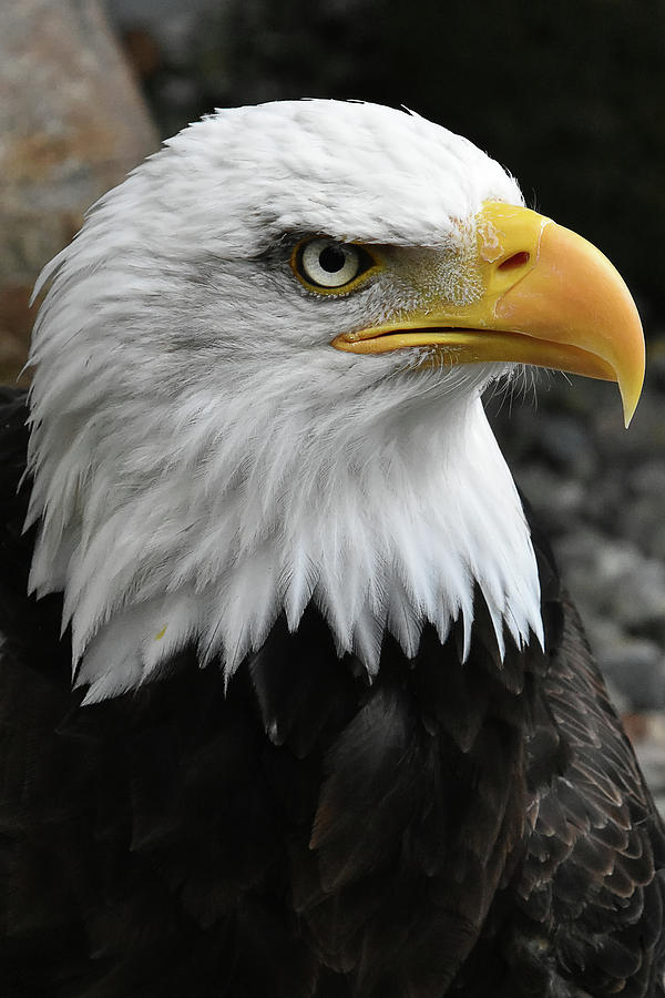 Bald Eagle #4 Photograph by Kuni Photography