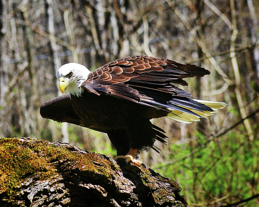 Bald Eagle #3 Photograph by SC Shank