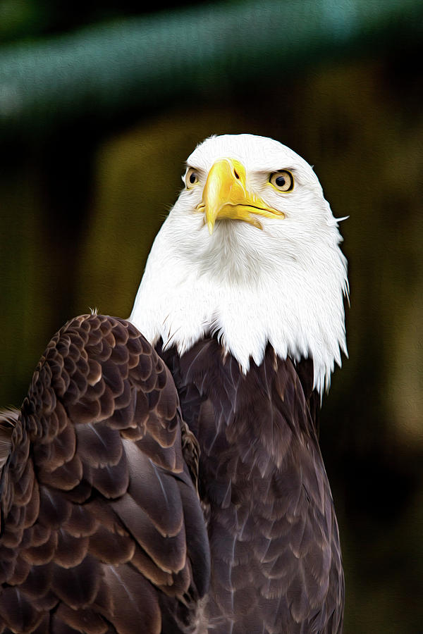 Bald Eagle Digital Art by Birdly Canada