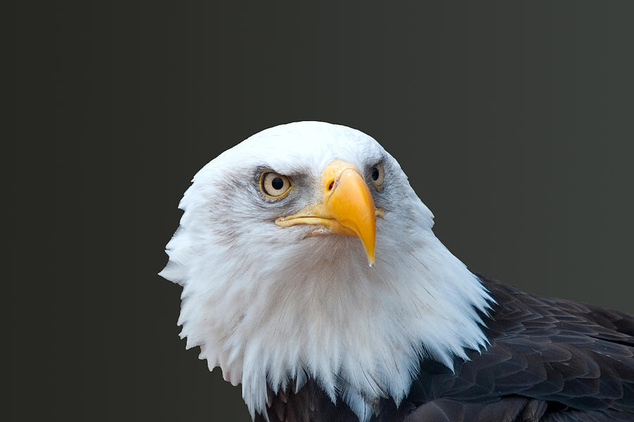 Bald Eagle Photograph by Steve Stuller