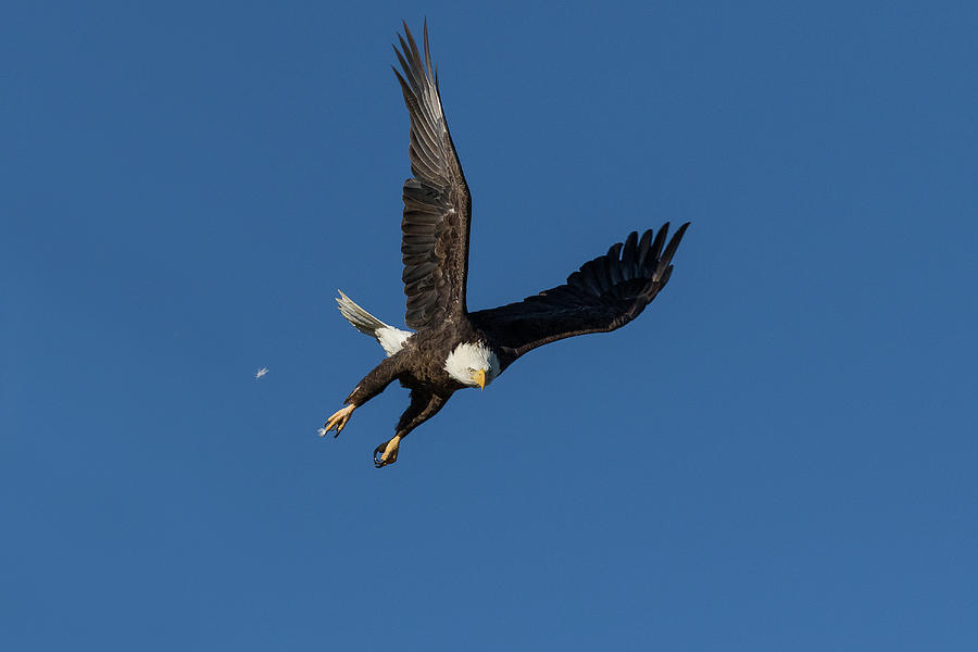 Bald Eagle Takes Flight Photograph