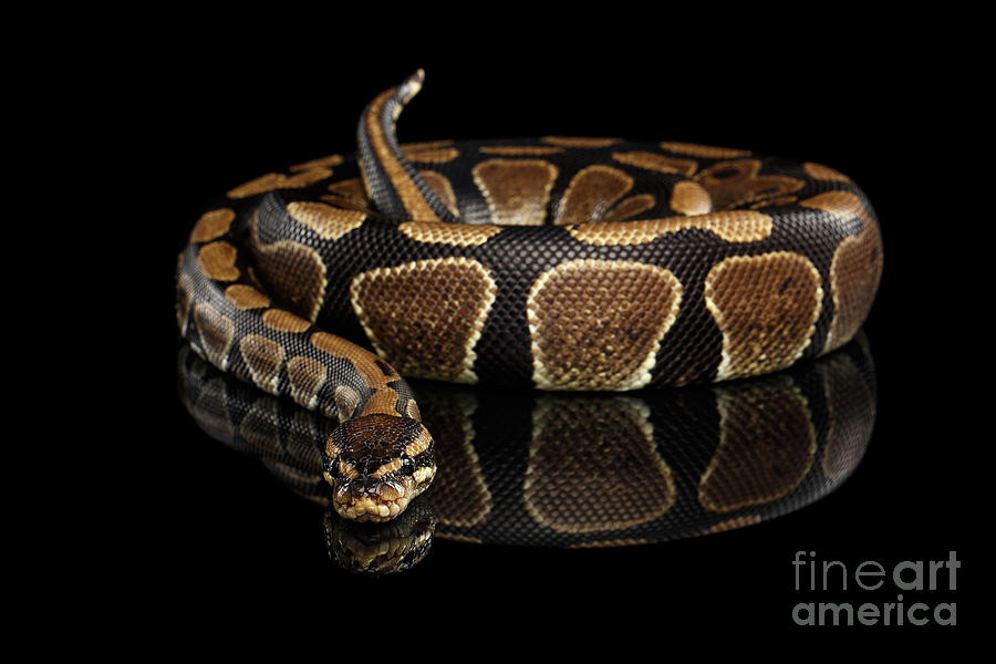 Snake Photograph - Ball or Royal python Snake on Isolated black background #3 by Sergey Taran