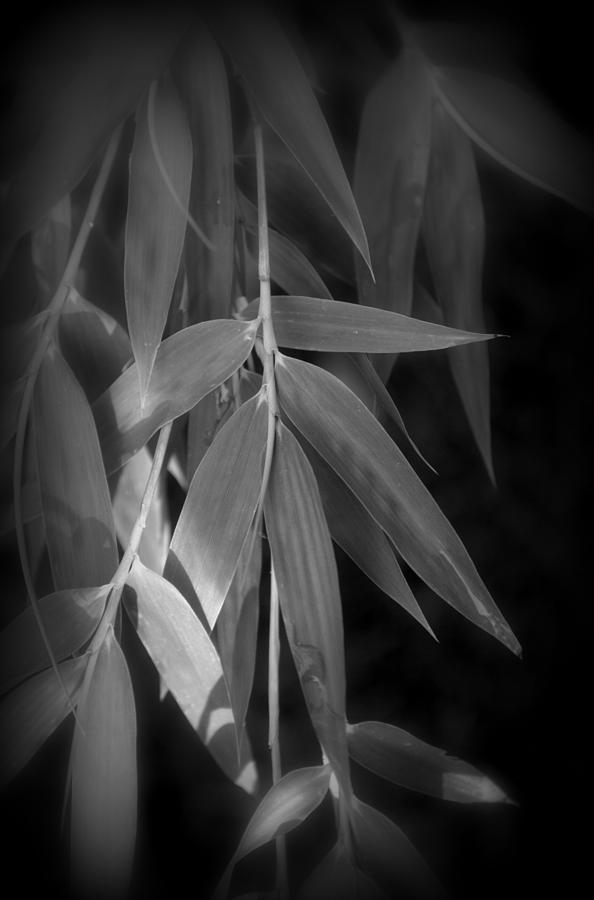 Bamboo Foliage #3 Photograph by Nathan Abbott