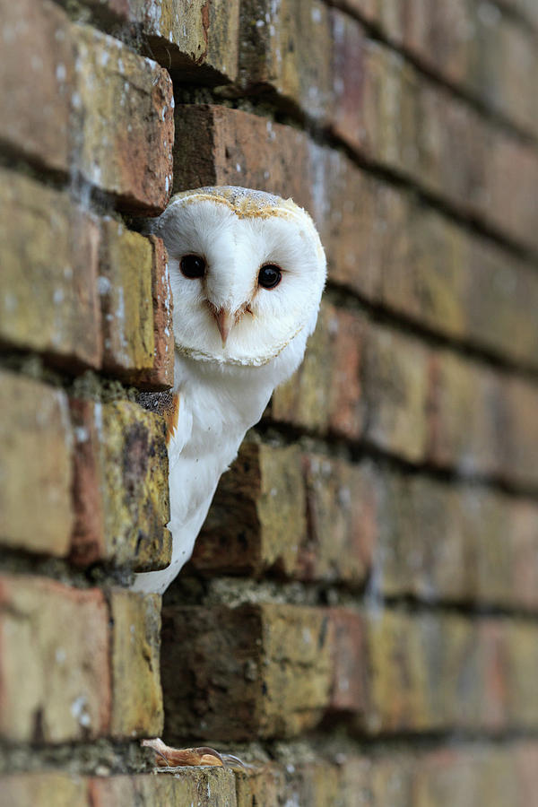 Barn Owl   #3 Photograph by Chris Smith