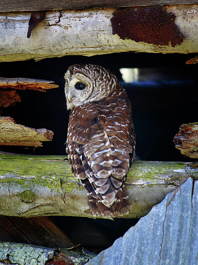 Barred Owl #3 Photograph by SC Shank