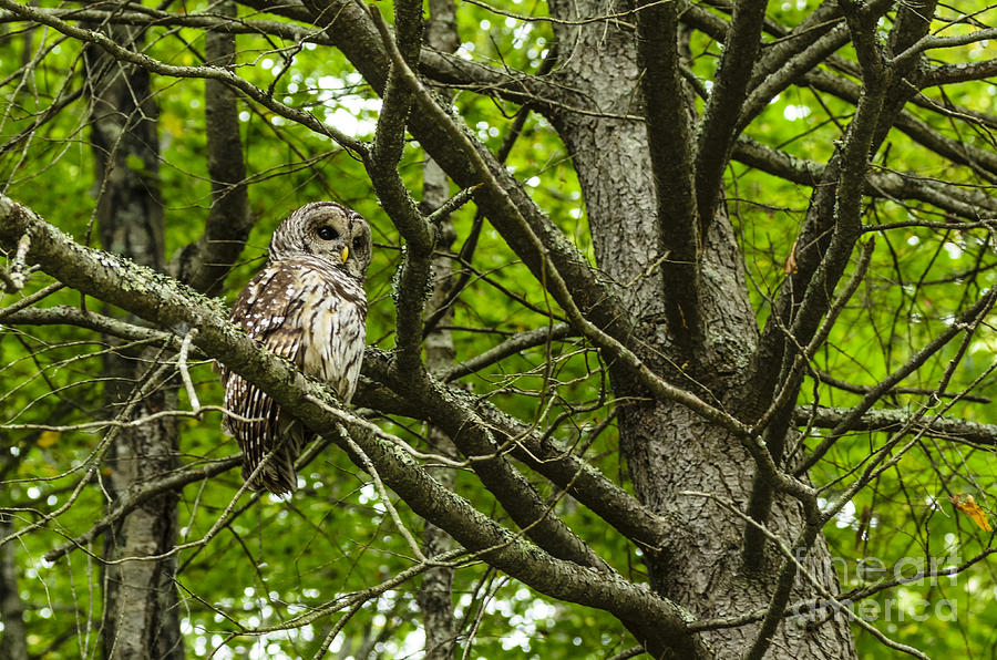 Barred Owl #3 Photograph by Thomas R Fletcher