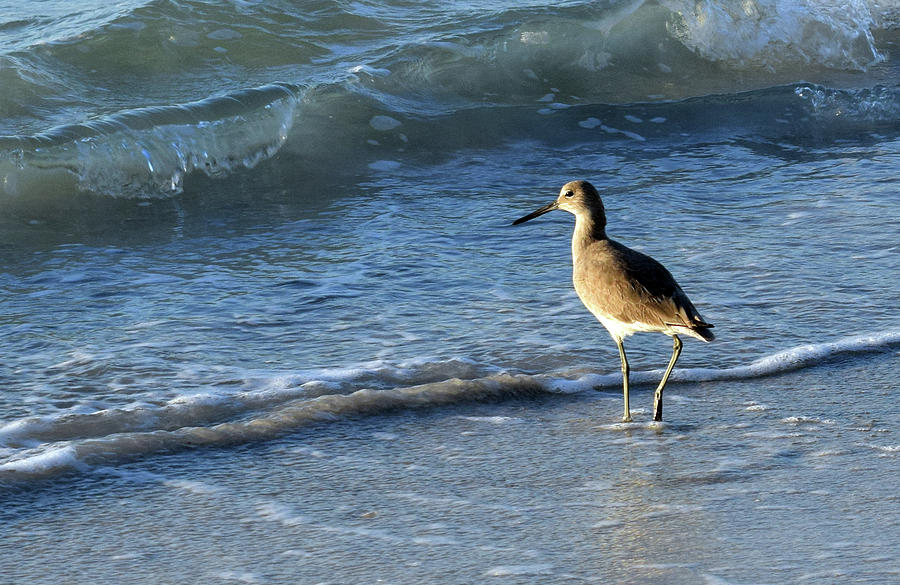 Beach Bird #3 Photograph by Larah McElroy