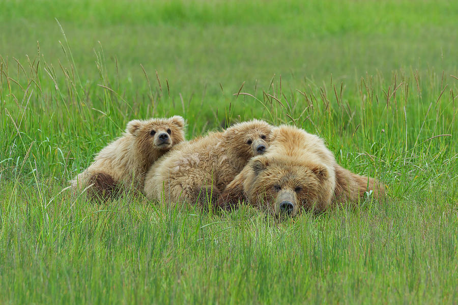 Bear Family #4 Photograph by Ken Weber