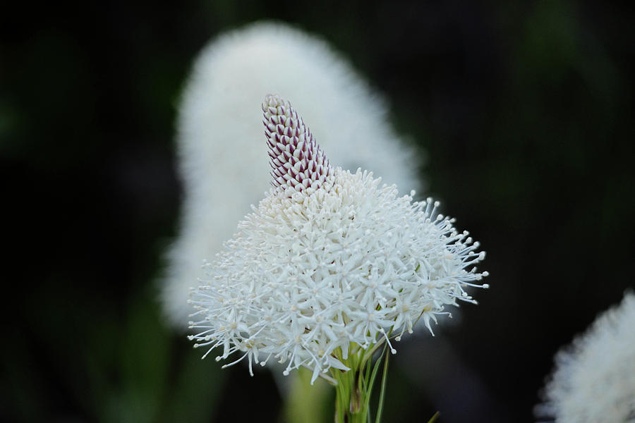 Bear Grass #2 Photograph by Whispering Peaks Photography