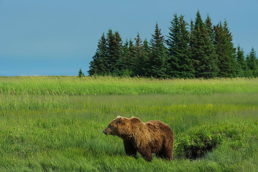 Bear #4 Photograph by Ken Weber