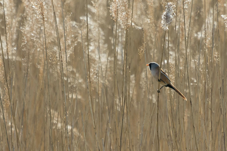 Bearded Reedling #4 Photograph by Wendy Cooper
