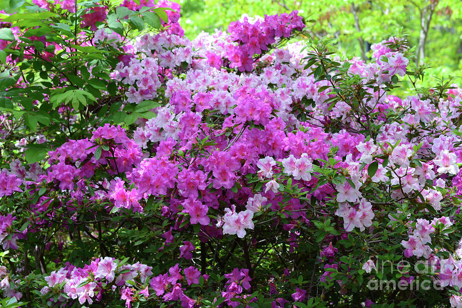 Beautiful Azaleas Photograph By Ruth Housley