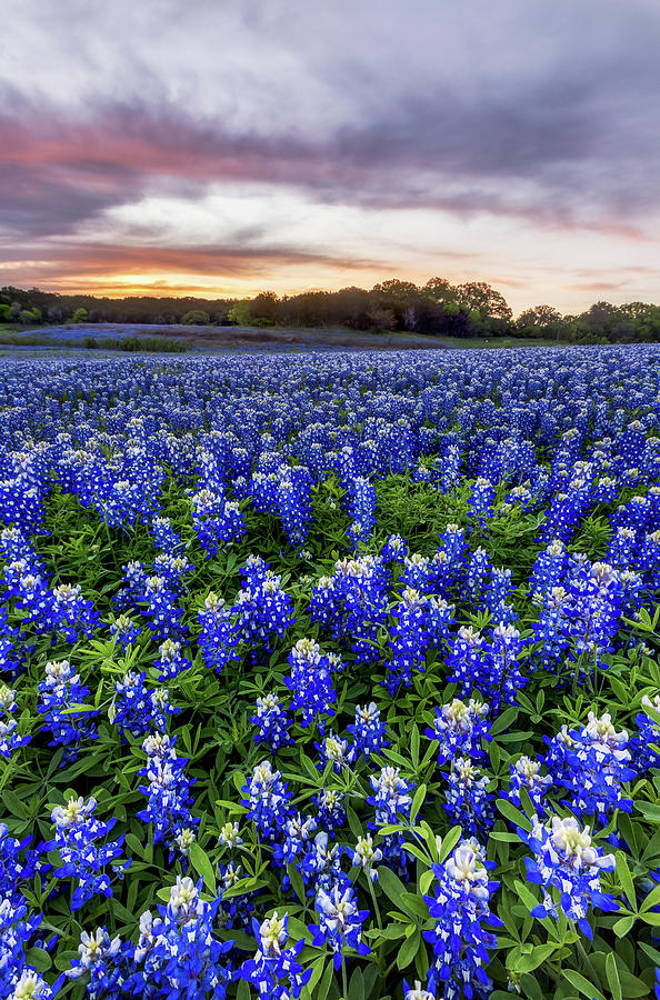 Beautiful Bluebonnets field at sunset near Austin, Texas in spri ...