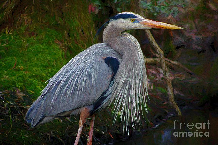 Beautiful Great Blue Heron Photograph by Paulette Thomas | Fine Art America