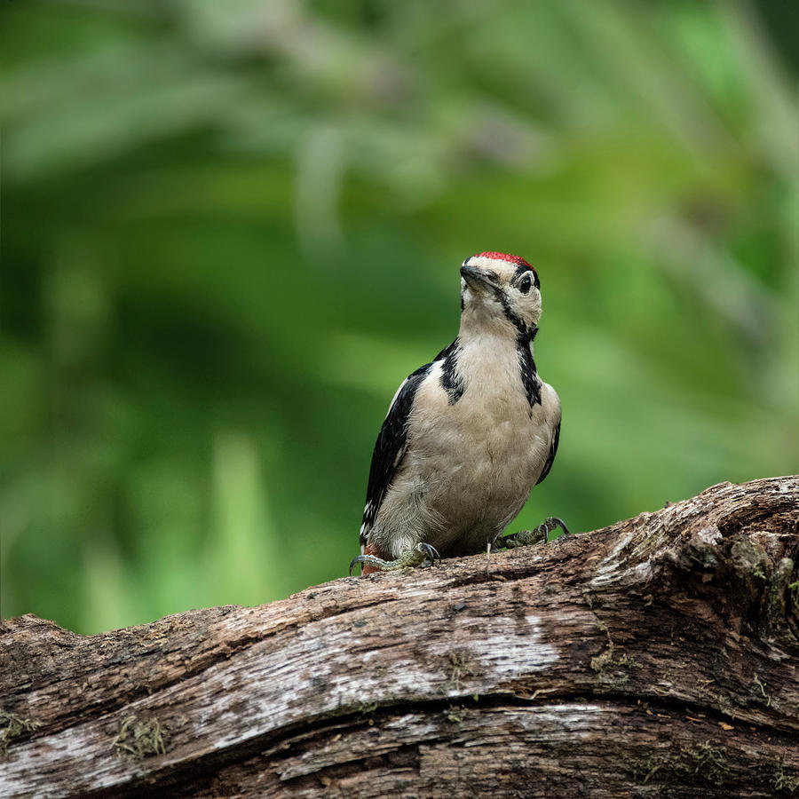 Woodpecker Photograph - Beautiful Great Spotted Woodpecker bird Dendrocopos Major on tre #3 by Matthew Gibson