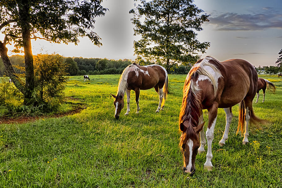 Beautiful Horse On The Pasture At Sunset In South Carolina Moun ...