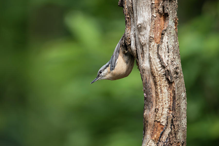 Beautiful Nuthatch Bird Sitta Sittidae On Tree Stump In Forest L 