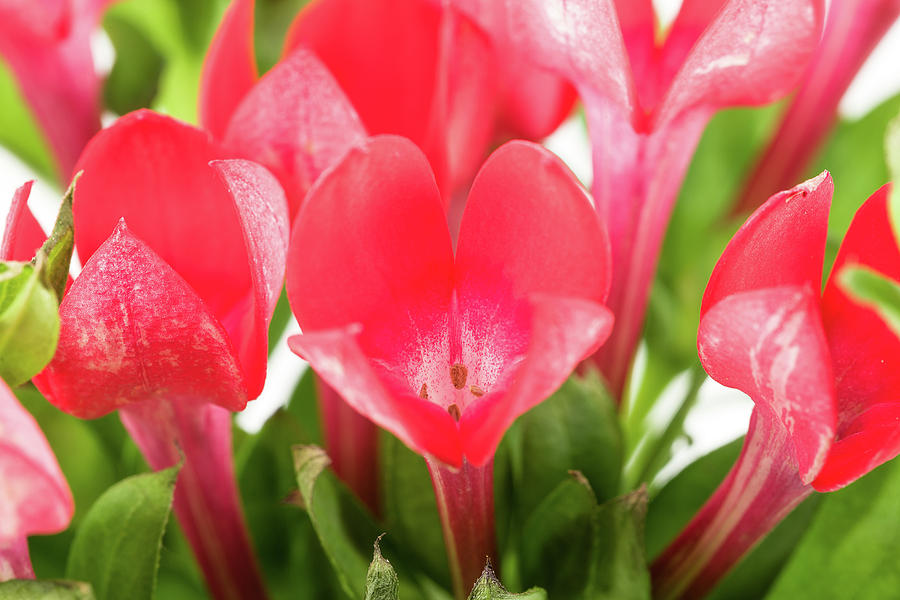 Beautiful Red Bouvardia Flower Isolated On White ...