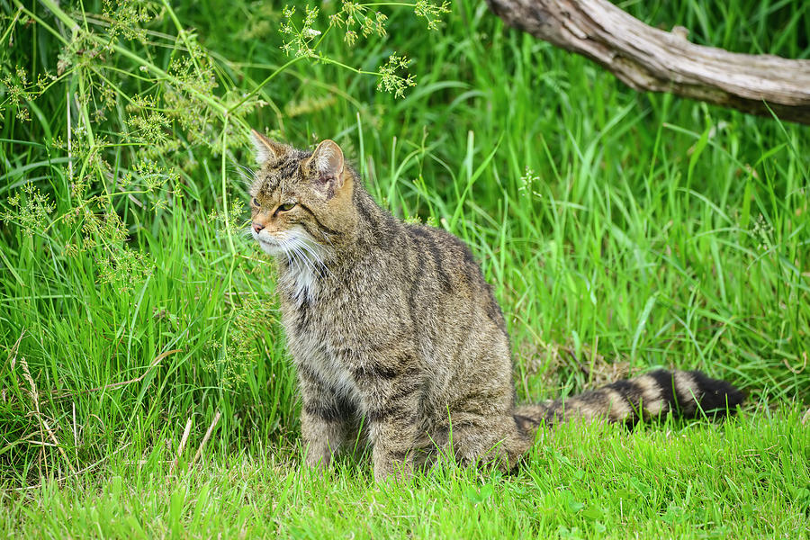 Beautiful Scottish Wildcat posturing on tree in Summer sunlight ...