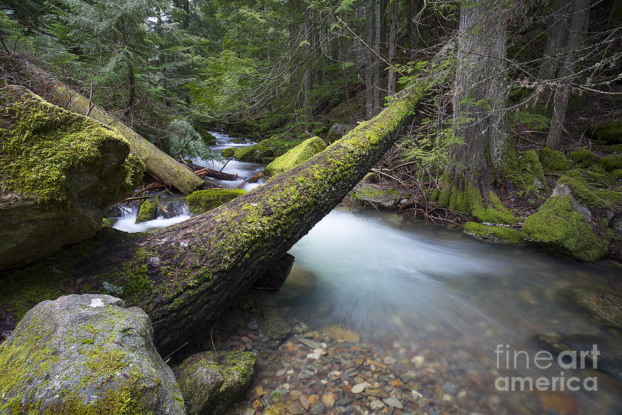 Beauty Creek #3 Photograph by Idaho Scenic Images Linda Lantzy