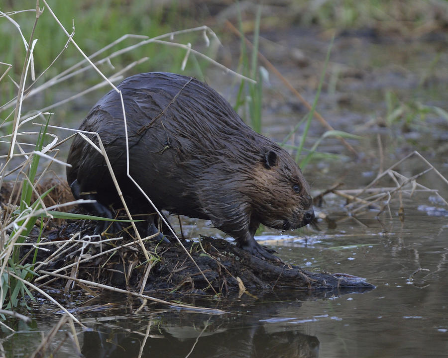 Beaver on mound Photograph by Mark Wallner - Fine Art America