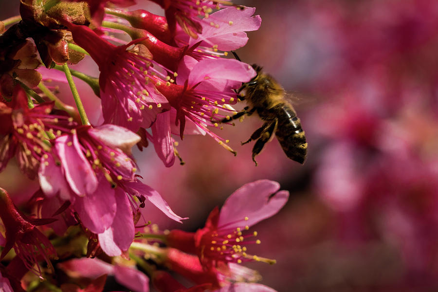 Bee #3 Photograph by Jay Stockhaus