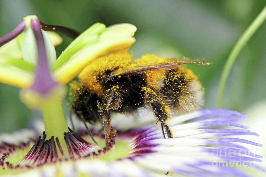 Bee on a passion flower #3 Photograph by Julia Gavin